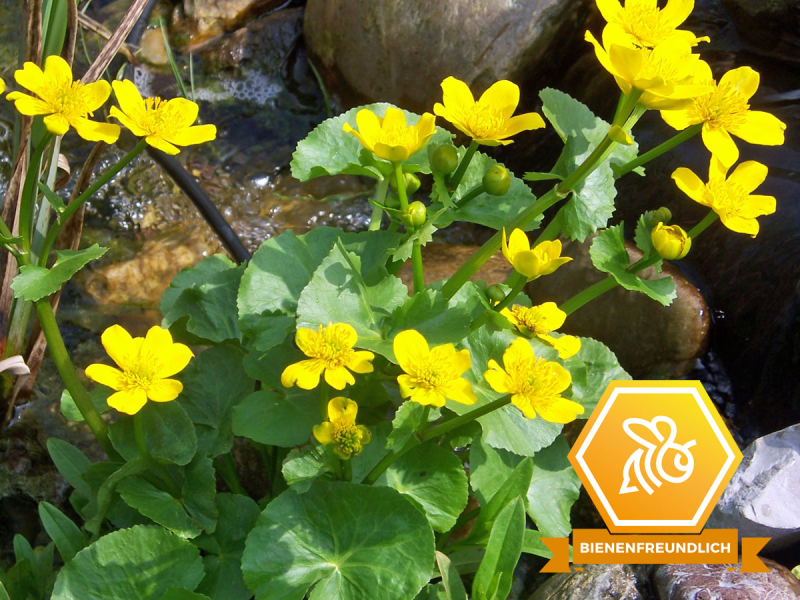 Preview: Sumpfdotterblume - Caltha palustris